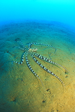 Mimic Octopus (Thaumoctopus mimicus). This species of Octopus is said to be able to mimic other species of animals' shapes, colors and even movement. Gorontalo, Sulawesi, Indonesia.