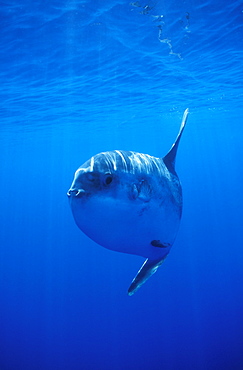 Oceanic Sun Fish (Moon Fish or Mola Mola). Azores, Portugal, Atlantic