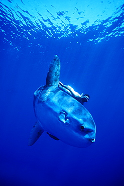 Oceanic Sun Fish (Moon Fish or Mola Mola) and snorkeler. Azores, Portugal, Atlantic.