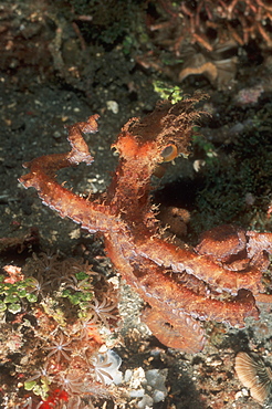 New species of 'Hairy Octopus' (Octopus sp.). Lembeh Strait, Sulawesi, Indonesia