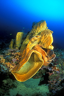 Orange Petrosid Sponge, (Petrosia sp.). Gorontalo, Sulawesi, Indonesia