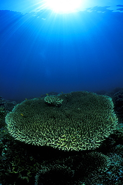 Plate Coral under sun. Gorontalo, Sulawesi, Indonesia