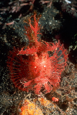 Lacy or Merlot Scorpion Fish (Rhinopias aphanes). Lembeh Strait, Sulawesi, Indonesia