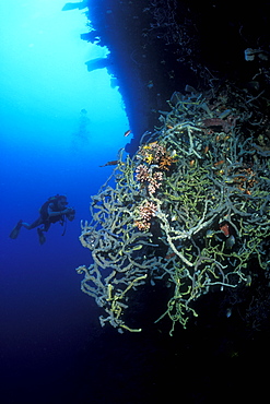 Rope Sponges (Callyspongia sp.) and diver. Gorontalo, Sulawesi, Indonesia