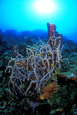 Rope Sponges (Callyspongia sp.) and diver. Gorontalo, Sulawesi, Indonesia