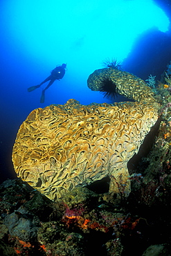 Salvador Dali Sponge (Petrosia lignosa) and diver. Unique and endemic in Gorontalo, Sulawesi, Indonesia