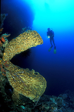 Salvador Dali Sponge (Petrosia lignosa) and Diver.  Unique and Endemic in Gorontalo, Sulawesi, Indonesia