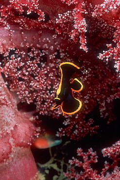 Shaded Batfish juvenile (Platax pinnatus) and Dendronephthya Soft Coral. Lembeh Strait, Sulawesi, Indonesia