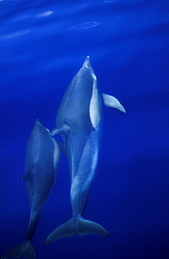 Short-beaked Common Dolphins (Delphinus delphis) mother and calf, bow-riding and surfacing. Azores, Portugal, Atlantic