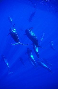 Short-finned Pilot Whale (Globicephala macrorhynchus) large pod. Azores, Portugal, Atlantic