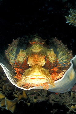 Tasseled Scorpionfish (Scorpaenopsis oxycephala). Gorontalo, Sulawesi, Indonesia