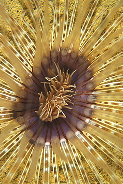 Tube Anemone (Currently unidentified). Gorontalo, Sulawesi, Indonesia