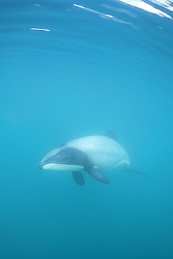 Hector's dolphin (Cephalorhynchus hectori) approaching camera, showing characteristic dorsal fin.
Akaroa, New Zealand.