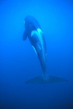 Orca (Orcinus orca) from above, showing whole body length.
Akaroa, New Zealand.