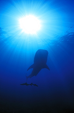 Whale Shark (Rhincodon typus) and Cobias (Rachycentron canadus). Ningaloo Reef, Western Australia