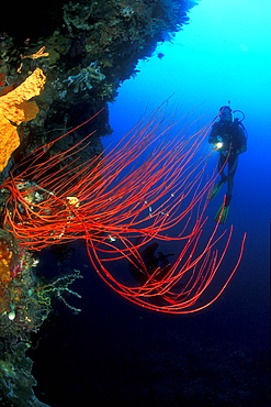 Whip Coral and diver. Gorontalo, Sulawesi, Indonesia