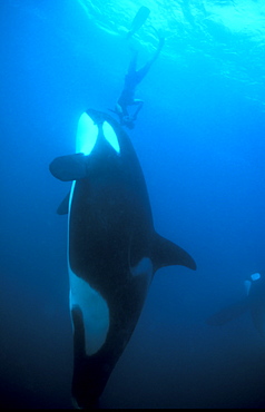 Orca (Orcinus orca) and diver.
Akaroa, New Zealand.