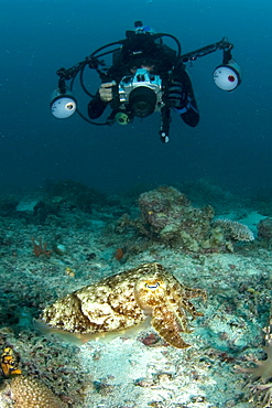 Broadclub Cuttlefish and diver. Kapalai Island, Malaysia