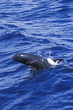 Melon-headed whale (Peponocephala electra). Surfacing, lifting its head high out of the water.
Indonsia. 