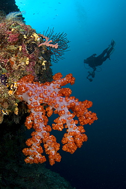 Soft Coral & diver. Sipadan, Malaysia