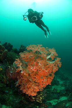 Soft Coral & diver. Komodo, Indonesia