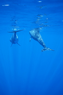 Pygmy killer whale (Feresa attenuata) two swimming away from camera, one surfacing to breathe.
Hawaii.