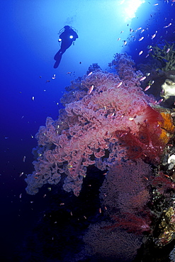 Diver & Soft Coral. Layang Layang Island, Malaysia