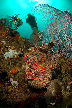 Giant Frogfish, A.commersoni & diver. Komodo, Indonesia