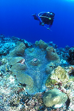 Giant Clam & diver. Raja Ampat, Papua, Indonesia