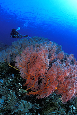 Gorgonian Fan Coral field & Diver. Bali, Indonesia.