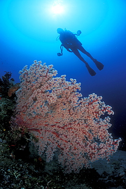 Gorgonian Fan Coral & diver. Bali, Indonesia