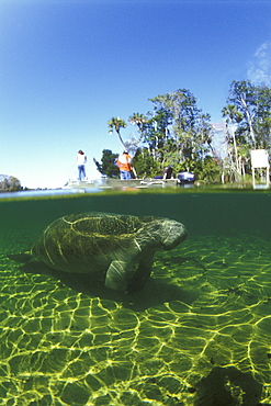 Manatee & people on boat. Split shot. Homossassa, Florida, USA