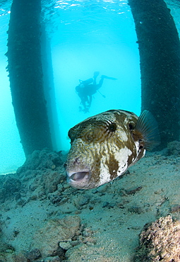 Map Pufferfish & diver. Layang Layang, Malaysia