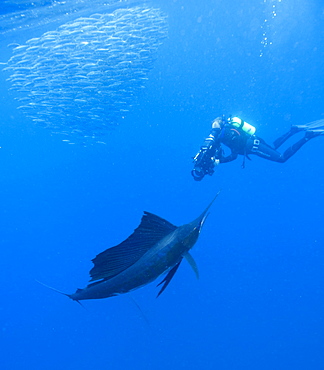 Sailfish & diver. Mexico