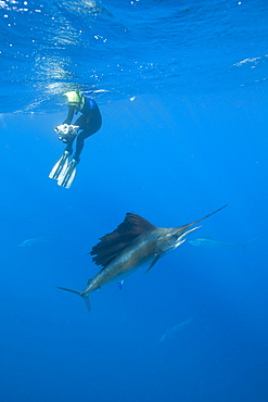 Sailfish & snorkeler. Mexico