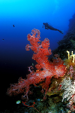 Soft Coral & diver. Sipadan has some of the best dropoffs in the world. Subsequently, here grows some of the prettiest corals (hard & soft) in the Pacific. Sipadan, Malaysia