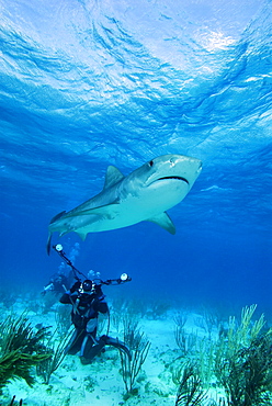 Tiger Shark & diver. Bahamas, Atlantic Ocean