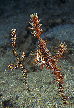 Ornate Ghost Pipefish (Solenostomus paradoxus). Indo Pacific