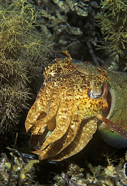 Broadclub cuttlefish (Sepia latimanus). Indo Pacific