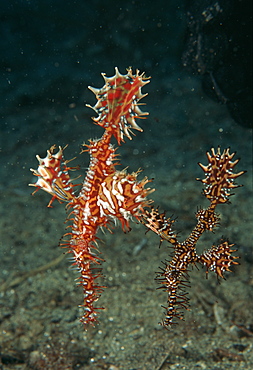 Ornate Ghost Pipefish (Solenostomus paradoxus). Indo Pacific