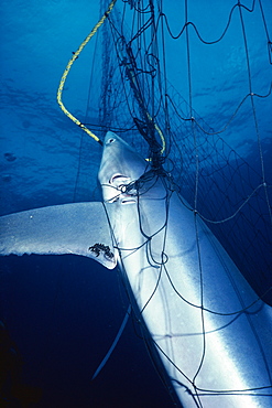 Blue shark dorsal caught in net.