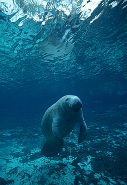 Manatee, juvenile, in crystal-clear spring (Trichechus manatus). USA, Florida