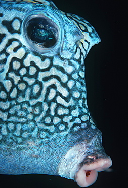 Boxfish.Bonaire