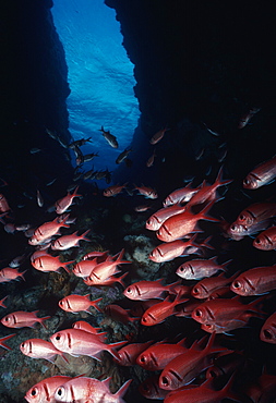 Soldierfish (Myripristris jacobus). Cocos Island, Costa Rica