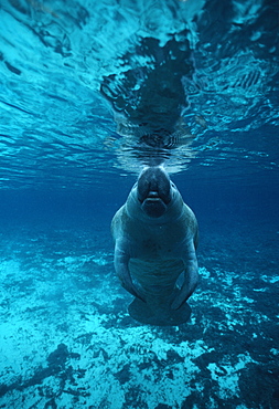 West Indian Manatee (Trichechus manatus). USA, Florida