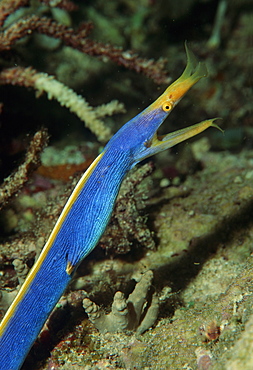 Ribbon eel (Rhinomuraena quaesita). Indo Pacific