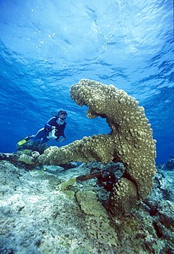 Diver with encrusted anchor. Bonaire