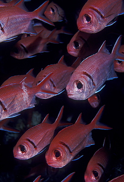 Soldierfish (Myripristris jacobus). Cocos Island, Costa Rica