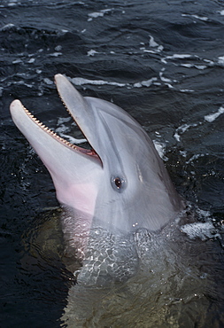 Bottlenose dolphin (Tursiops truncatus). Caribbean