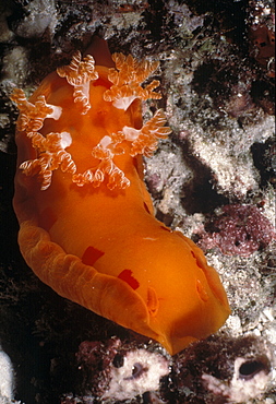 Nudibranch Â“ Spanish dancer (Hexabranchus sanguineaus). Indo Pacific